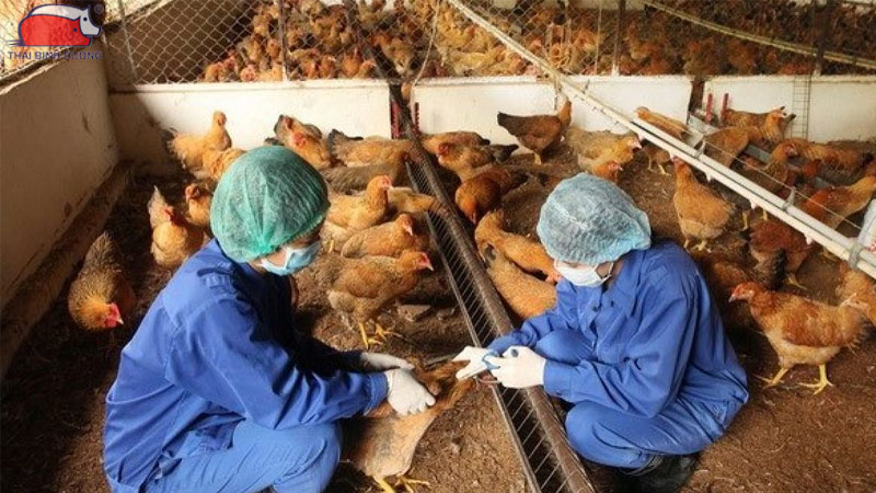 Kỹ thuật nuôi gà thả vườn với hệ thống tự động hiệu quả cao