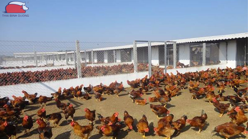 Kỹ thuật nuôi gà thả vườn với hệ thống tự động hiệu quả cao