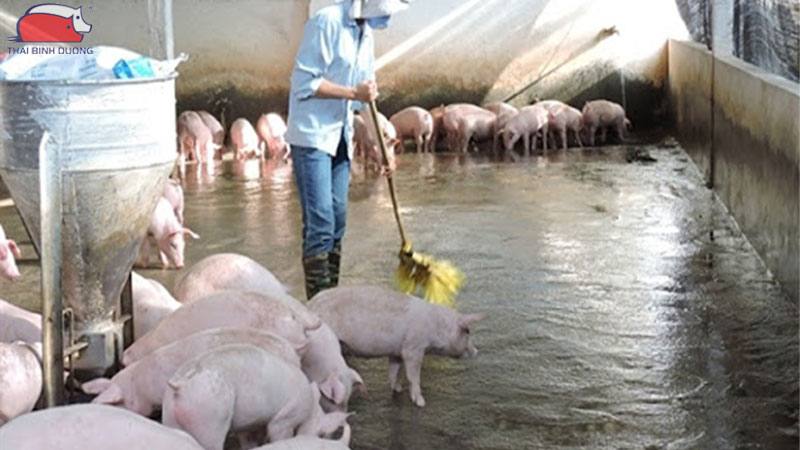 Kỹ thuật nuôi heo con trong mùa nóng