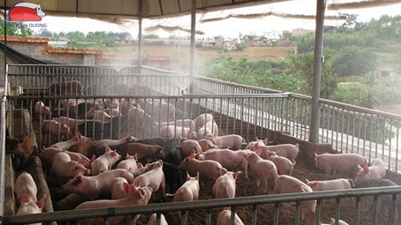 Kỹ thuật nuôi heo con trong mùa nóng