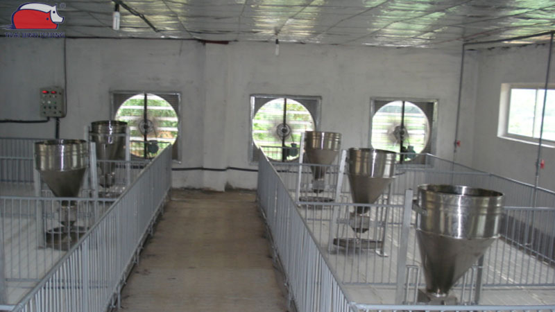 Kỹ thuật nuôi heo con trong mùa nóng