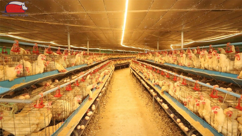 Hướng dẫn cách chăm sóc gà đẻ trong mùa đông