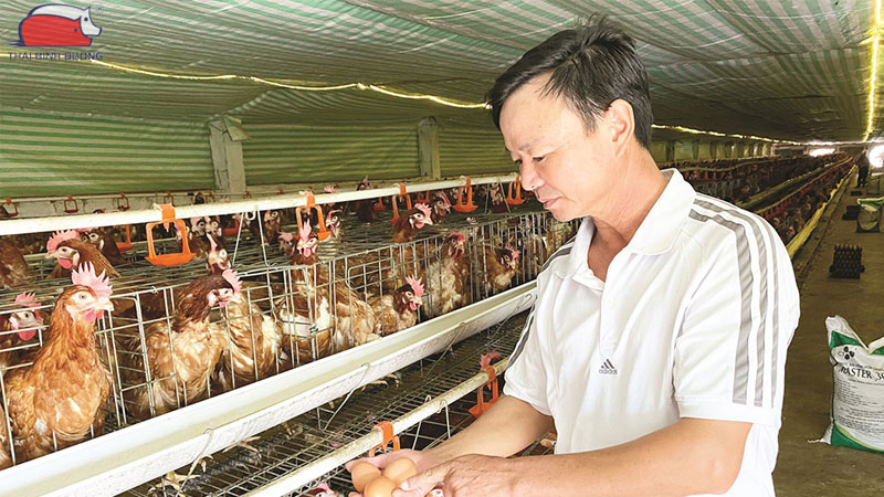 Hướng dẫn cách chăm sóc gà đẻ trong mùa đông