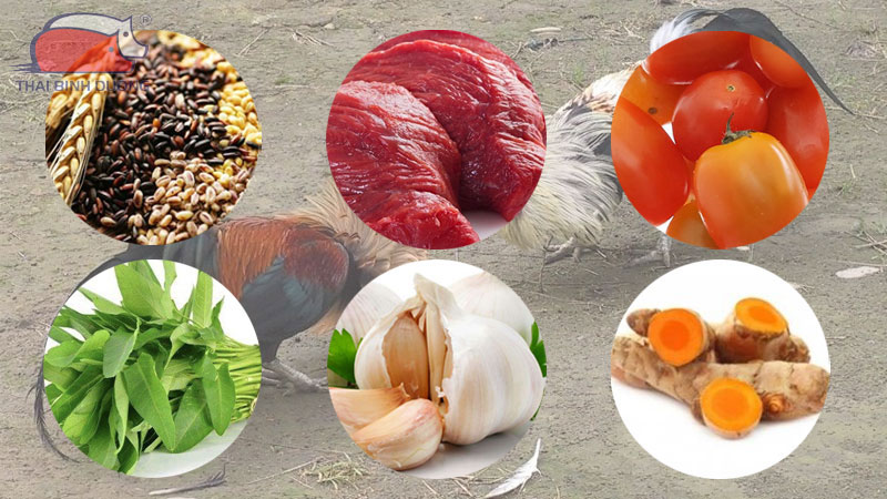 Cách nuôi gà nòi chiến đấu không dùng kháng sinh