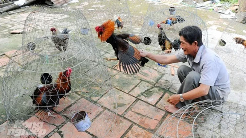 Cách nuôi gà nòi chiến đấu không dùng kháng sinh