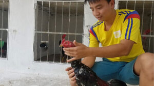 cach nuoi ga noi chien dau khong dung khang sinh 3