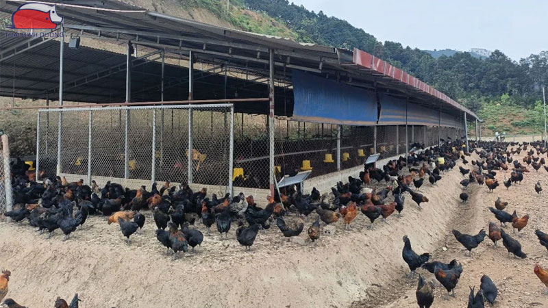 Cách nuôi gà nòi chiến đấu không dùng kháng sinh