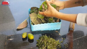 cach tay giun cho ga bang phuong phap dan gian 2