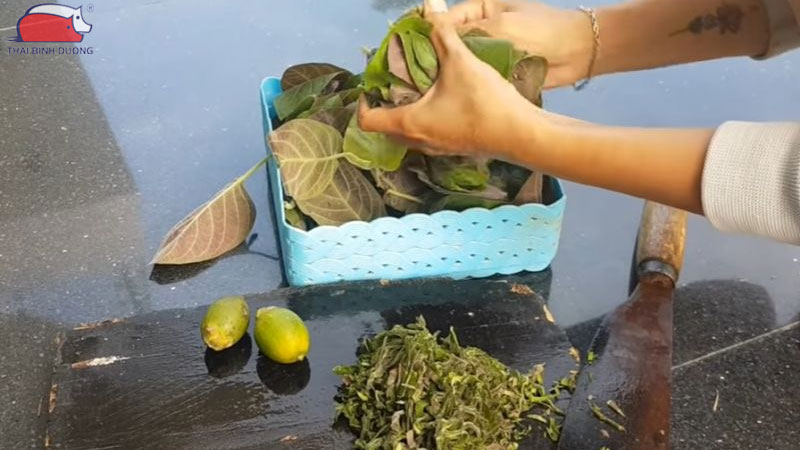 Cách tẩy giun cho gà bằng phương pháp dân gian hiệu quả 12 Cách tẩy giun cho gà bằng phương pháp dân gian hiệu quả