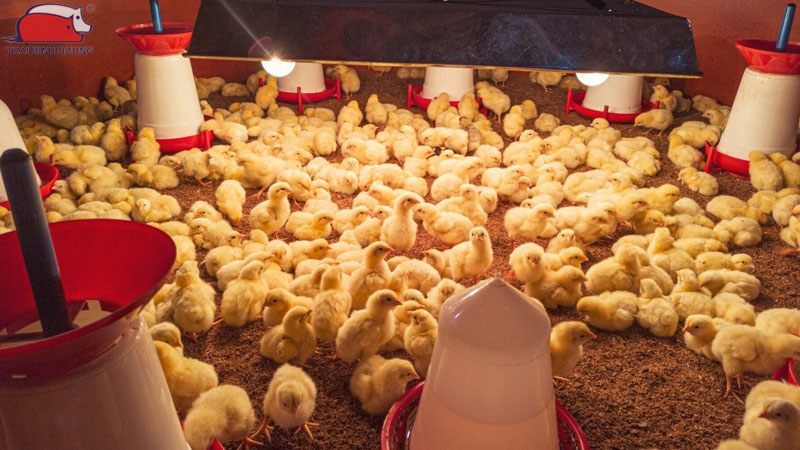Hướng dẫn chăm sóc gà con trong mùa mưa 40 Hướng dẫn chăm sóc gà con trong mùa mưa