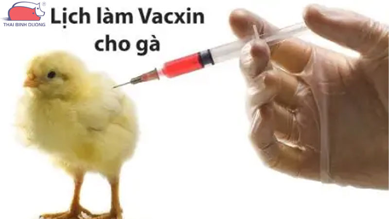 Hướng dẫn chăm sóc gà con trong mùa mưa 41 Hướng dẫn chăm sóc gà con trong mùa mưa