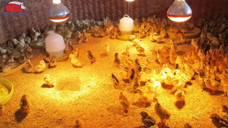Hướng dẫn chăm sóc gà con trong mùa mưa 27 Hướng dẫn chăm sóc gà con trong mùa mưa