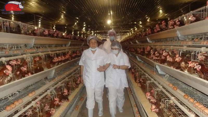 Hướng dẫn kỹ thuật nuôi gà đẻ không dùng kháng sinh 20 Hướng dẫn kỹ thuật nuôi gà đẻ không dùng kháng sinh