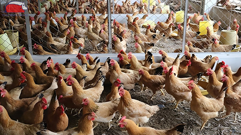 Kỹ thuật nuôi gà ri trong hệ thống tự động
