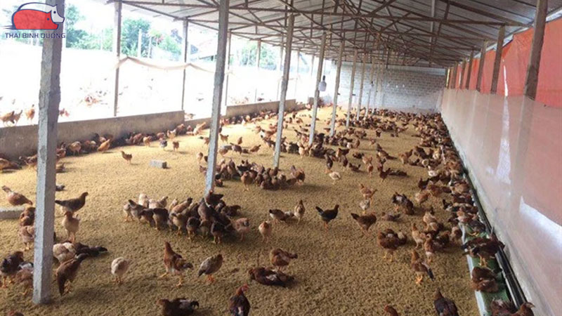 Kỹ thuật nuôi gà ri trong hệ thống tự động