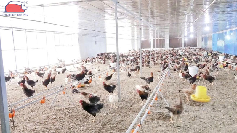 Kỹ thuật nuôi gà ri trong hệ thống tự động