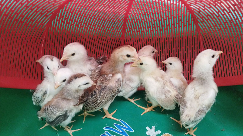 Kỹ thuật nuôi gà tre đá không dùng kháng sinh 19 Kỹ thuật nuôi gà tre đá không dùng kháng sinh