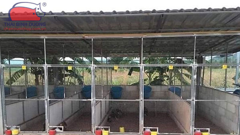 Kỹ thuật nuôi gà tre đá không dùng kháng sinh 20 Kỹ thuật nuôi gà tre đá không dùng kháng sinh