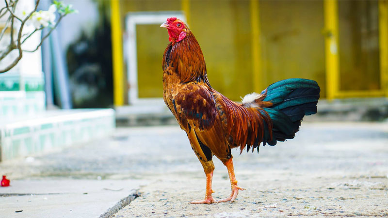 Kỹ thuật nuôi gà tre đá không dùng kháng sinh 21 Kỹ thuật nuôi gà tre đá không dùng kháng sinh