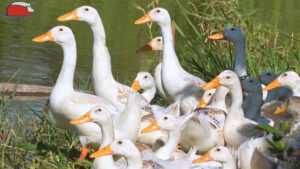 phong benh giun san o vit