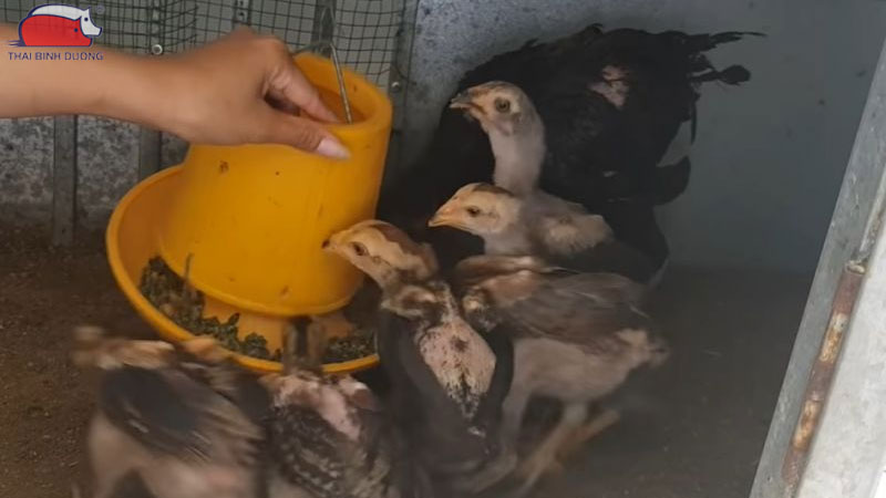 Hướng dẫn cách tẩy giun cho gà đúng kỹ thuật và hiệu quả
