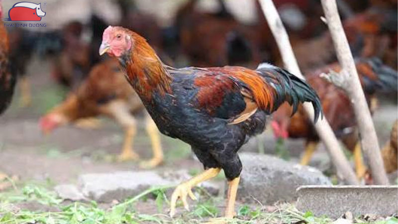 Tẩy giun cho gà bằng thuốc của người được không? 10 Tẩy giun cho gà bằng thuốc của người được không?