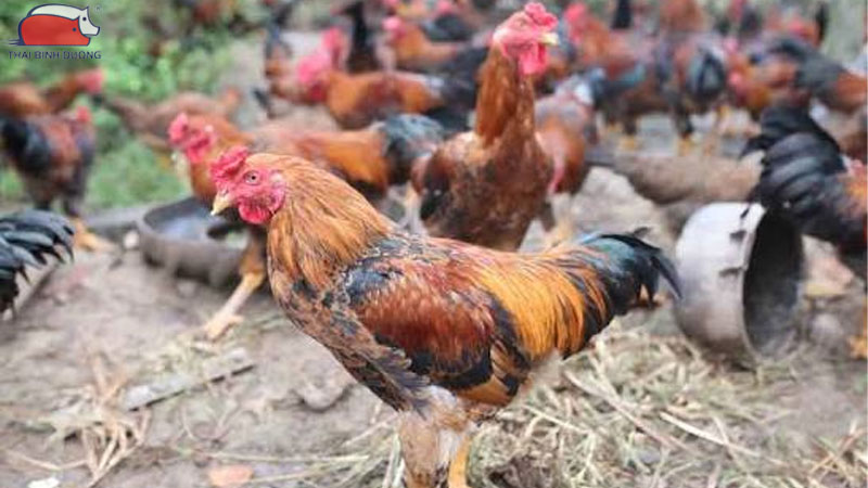 Tẩy giun cho gà bằng thuốc của người được không? 9 Tẩy giun cho gà bằng thuốc của người được không?