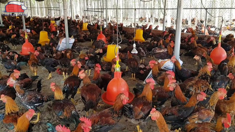 Tẩy giun cho gà vào thời điểm nào là hiệu quả nhất?