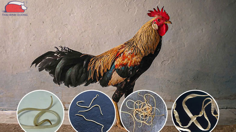 8 loại thuốc tẩy giun cho gia cầm, gà vịt hiệu quả nhất hiện nay