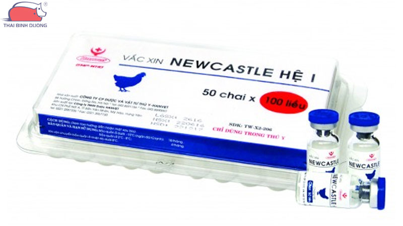 Tìm hiểu vacxin Newcastle: cách pha và tiêm đúng kỹ thuật