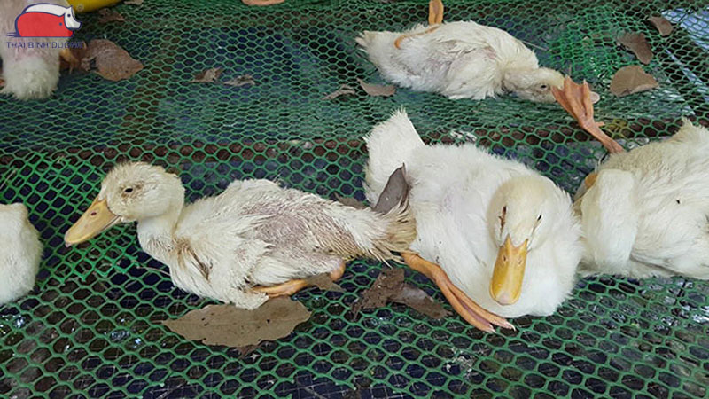 Bệnh bại huyết vịt