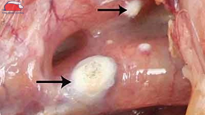 Bệnh nấm phổi ở vịt