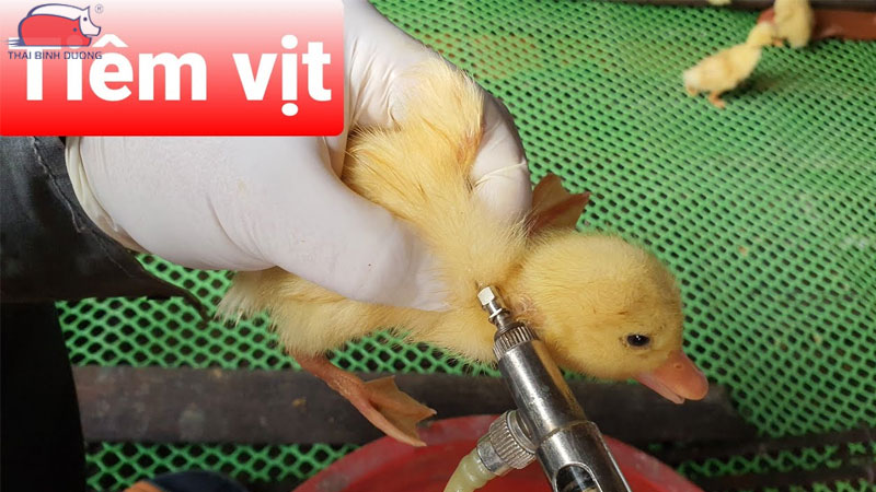 Quy trình và cách tiêm vắc xin cho vịt giúp phòng bệnh hiệu quả