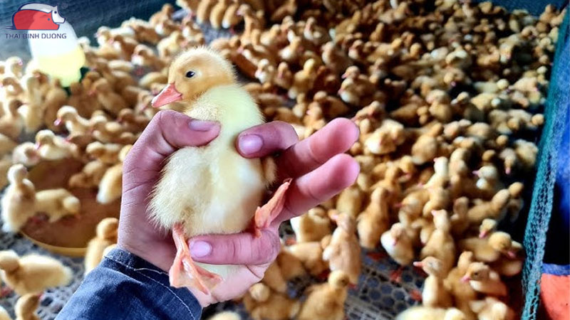 Quy trình và cách tiêm vắc xin cho vịt giúp phòng bệnh hiệu quả