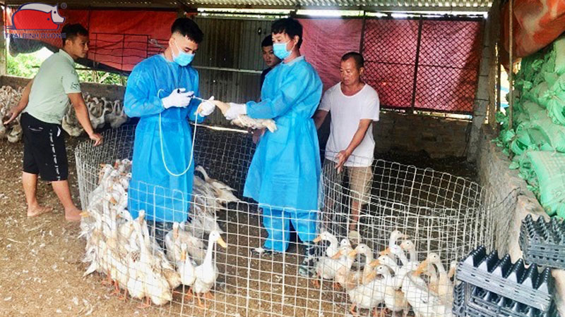 Quy trình và cách tiêm vắc xin cho vịt giúp phòng bệnh hiệu quả