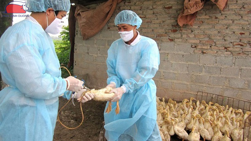 Quy trình và cách tiêm vắc xin cho vịt giúp phòng bệnh hiệu quả