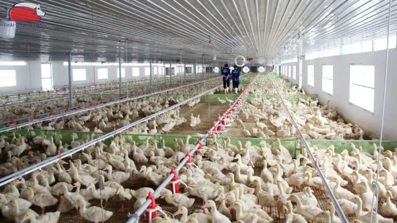 Cám cho vịt đẻ: các loại phổ biến, khẩu phần và giá bán