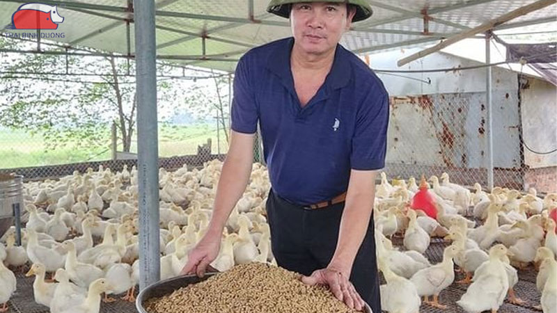Cám cho vịt đẻ: các loại phổ biến, khẩu phần và giá bán