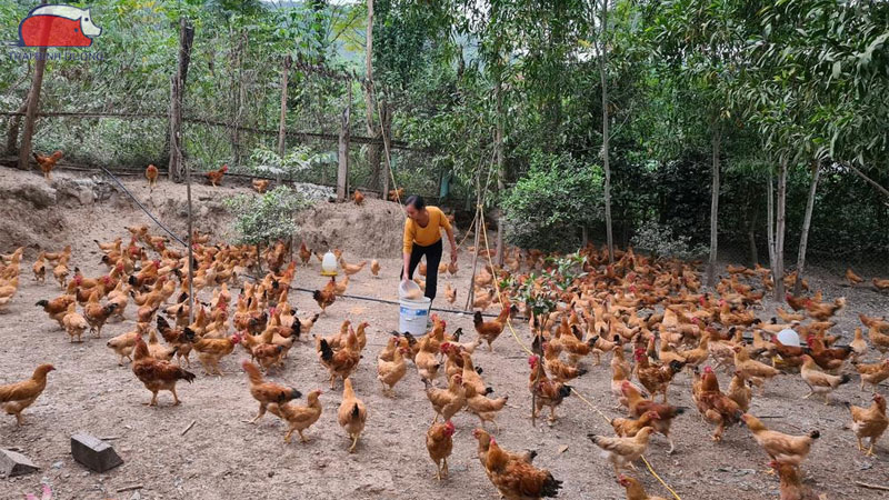 Gà ta thả vườn
