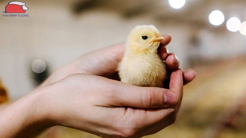 Hướng dẫn chăm sóc gà con sau khi tiêm vaccine 18 Hướng dẫn chăm sóc gà con sau khi tiêm vaccine