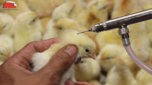 huong dan cham soc ga con sau khi tiem vaccine