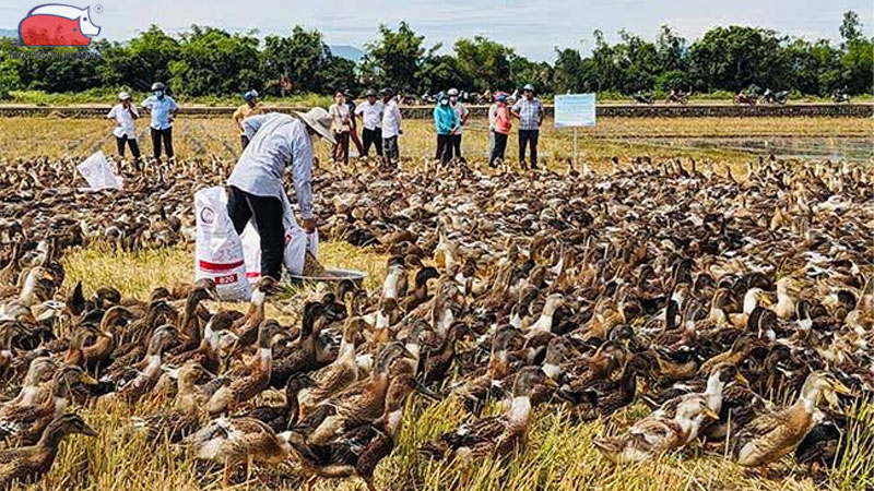 Kỹ thuật nuôi vịt trời thương phẩm hiệu quả kinh tế cao