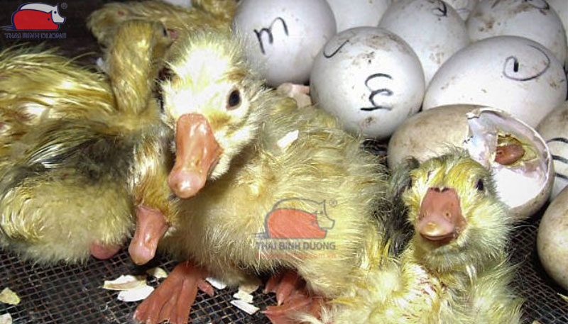 Tìm hiểu về nhiệt độ ấp trứng vịt thích hợp và hiệu quả nở tốt nhất