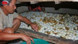 nhiet do ap trung vit