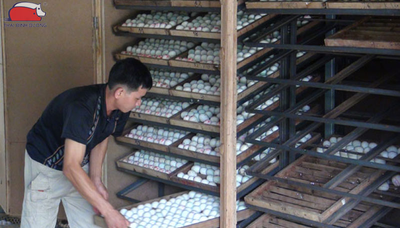 Tìm hiểu về nhiệt độ ấp trứng vịt thích hợp và hiệu quả nở tốt nhất