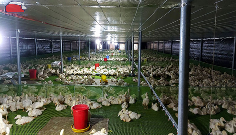 Cách nuôi vịt đẻ trứng trên cạn hiệu quả kinh tế cao 19 Cách nuôi vịt đẻ trứng trên cạn hiệu quả kinh tế cao