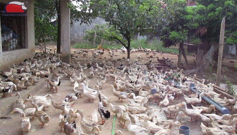 Cách nuôi vịt đẻ trứng trên cạn hiệu quả kinh tế cao 21 Cách nuôi vịt đẻ trứng trên cạn hiệu quả kinh tế cao