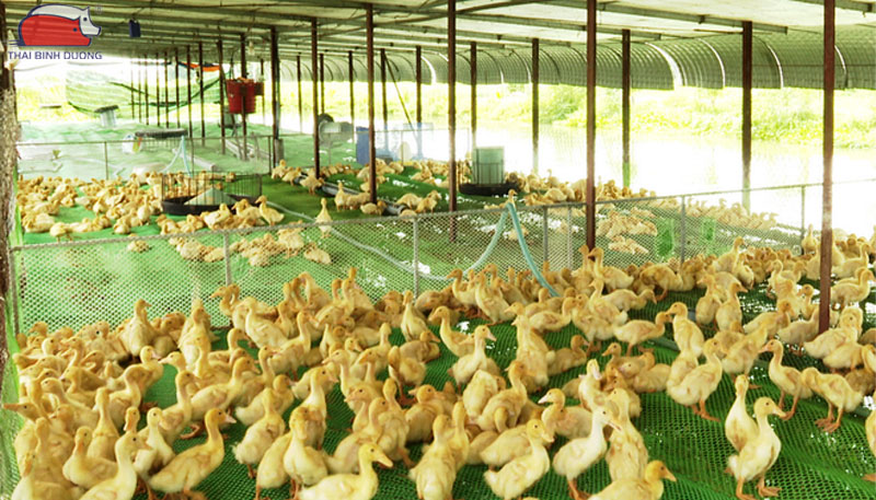 Cách nuôi vịt đẻ trứng trên cạn hiệu quả kinh tế cao 28 Cách nuôi vịt đẻ trứng trên cạn hiệu quả kinh tế cao