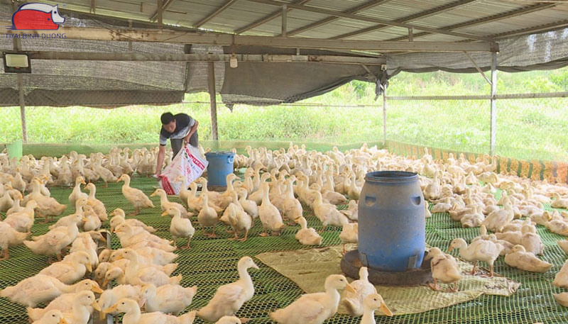Cách nuôi vịt đẻ trứng trên cạn hiệu quả kinh tế cao 18 Cách nuôi vịt đẻ trứng trên cạn hiệu quả kinh tế cao