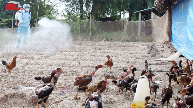 Giải pháp phòng bệnh viêm đường tiêu hóa ở gia cầm hiệu quả